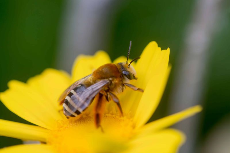Let One Bee Turn Flowers Into Food