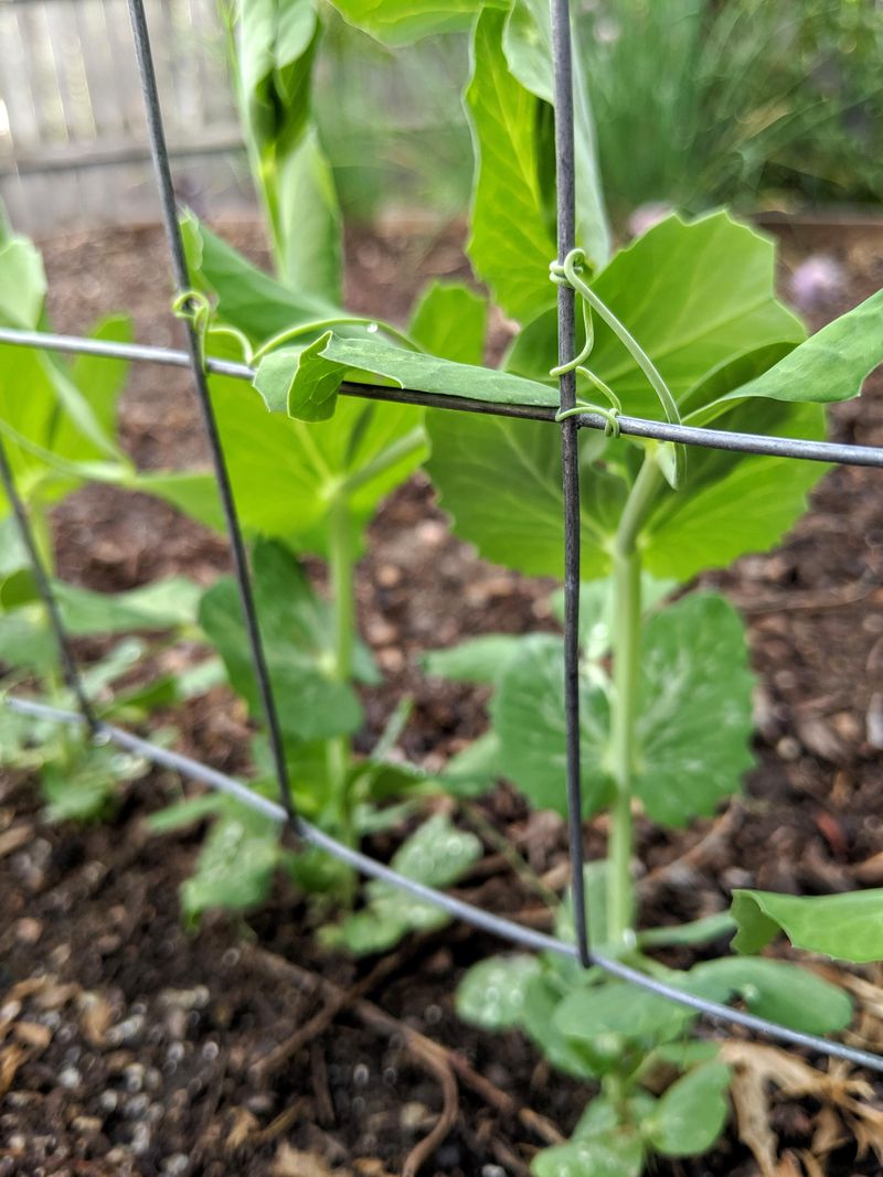 Let Peas Climb Early In The Cool Ohio Spring