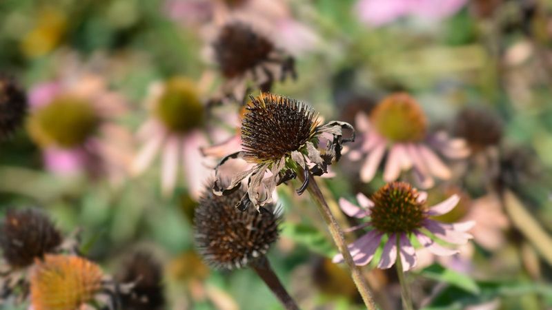 Let Purple Coneflower Feed Birds After Blooming