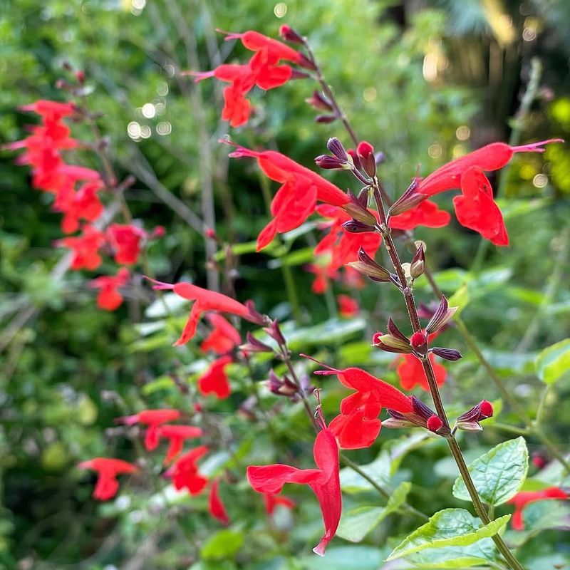 Let Scarlet Sage Reseed In Warm Florida Gardens