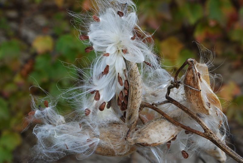 Let Seed Pods Form If You Want More Native Milkweed