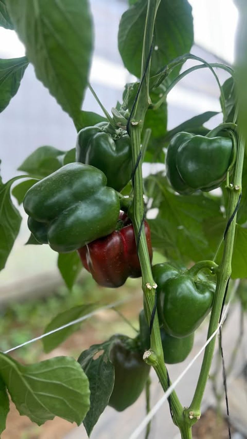 Let Small Pepper Varieties Keep Their Shape Let Small Pepper Varieties Keep Their Shape