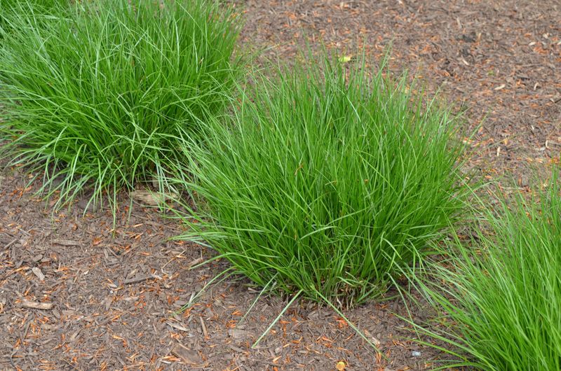 Let Soft Sedge Hold Soil In Place Let Soft Sedge Hold Soil In Place