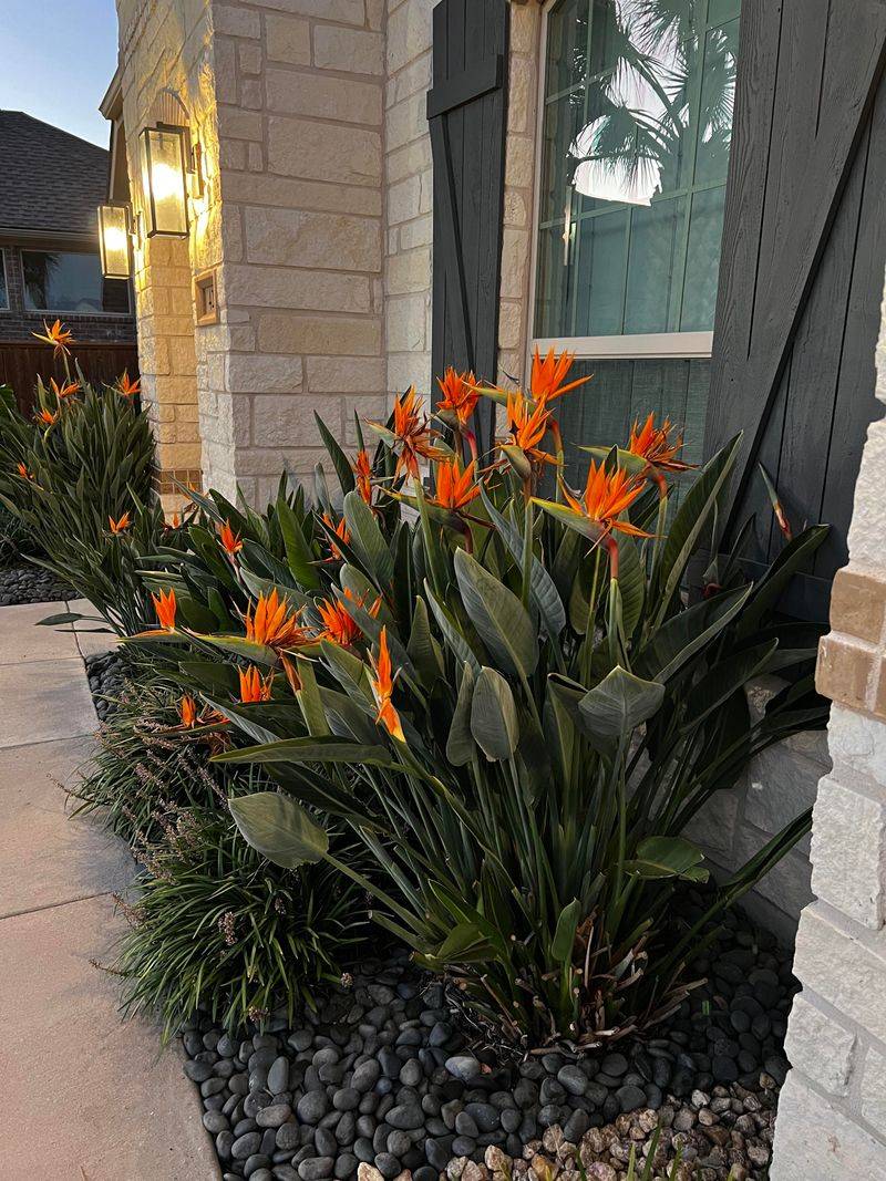 Let Soil Partly Dry Between Waterings
