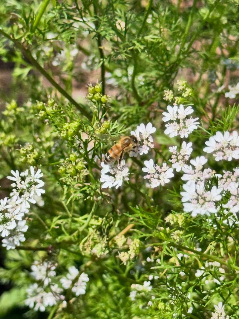 Let Some Plants Flower For Pollinators