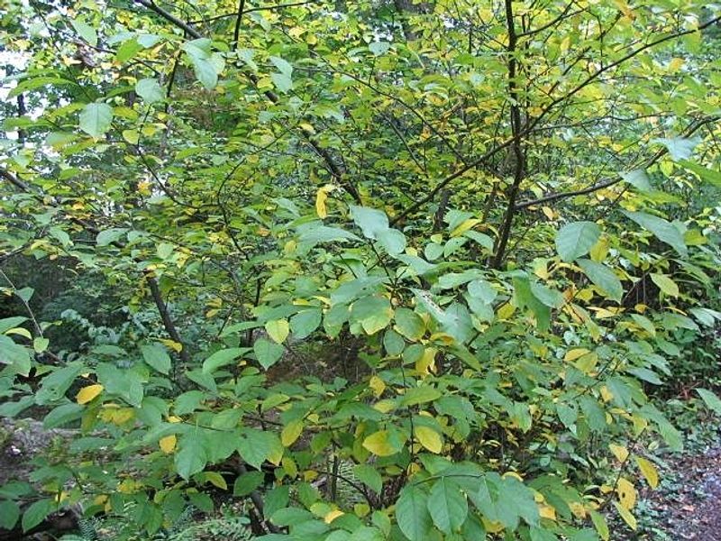 Let Spicebush Support Pollinators In Part Shade
