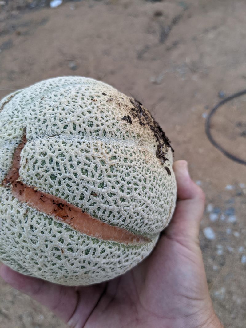 Let Sudden Rain Explain The Split Rind