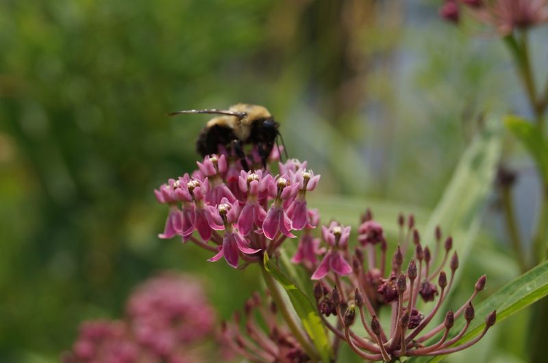 Let Swamp Milkweed Feed Bees Where Soil Stays Moist
