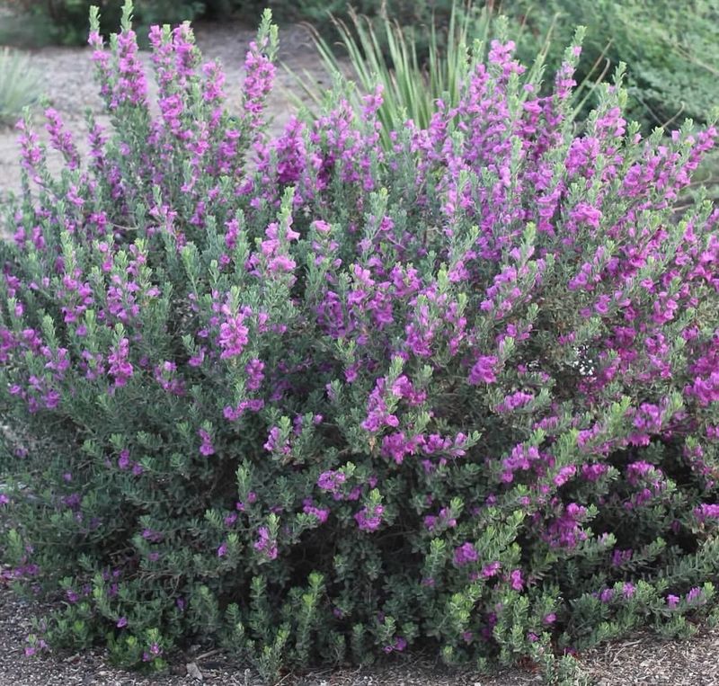 Let Texas Sage Carry The Curb Appeal Let Texas Sage Carry The Curb Appeal
