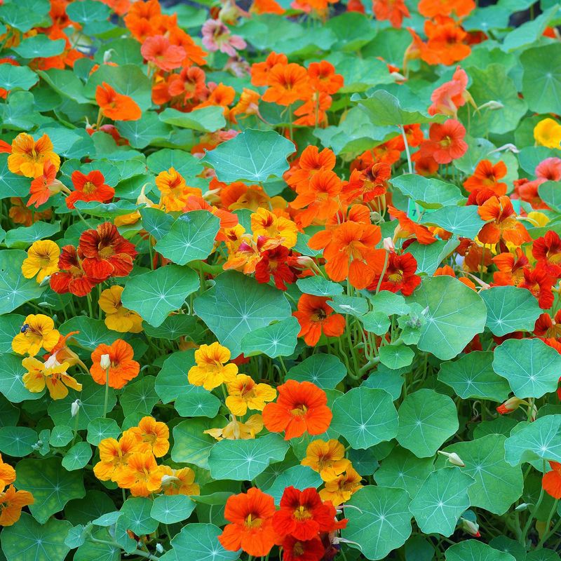 Let The Leaves And Flowers Brighten The Garden