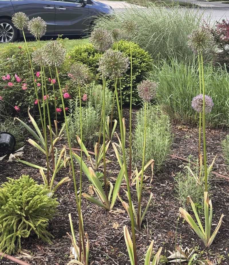 Let The Leaves Feed The Bulb Before Cutting Back