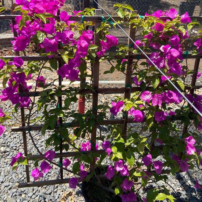 Let The Soil Dry A Little Before Watering Again
