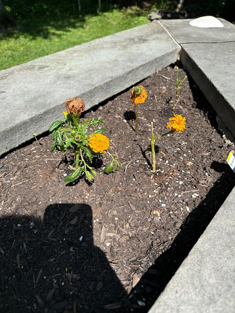 Let The Soil Dry Before You Water Again
