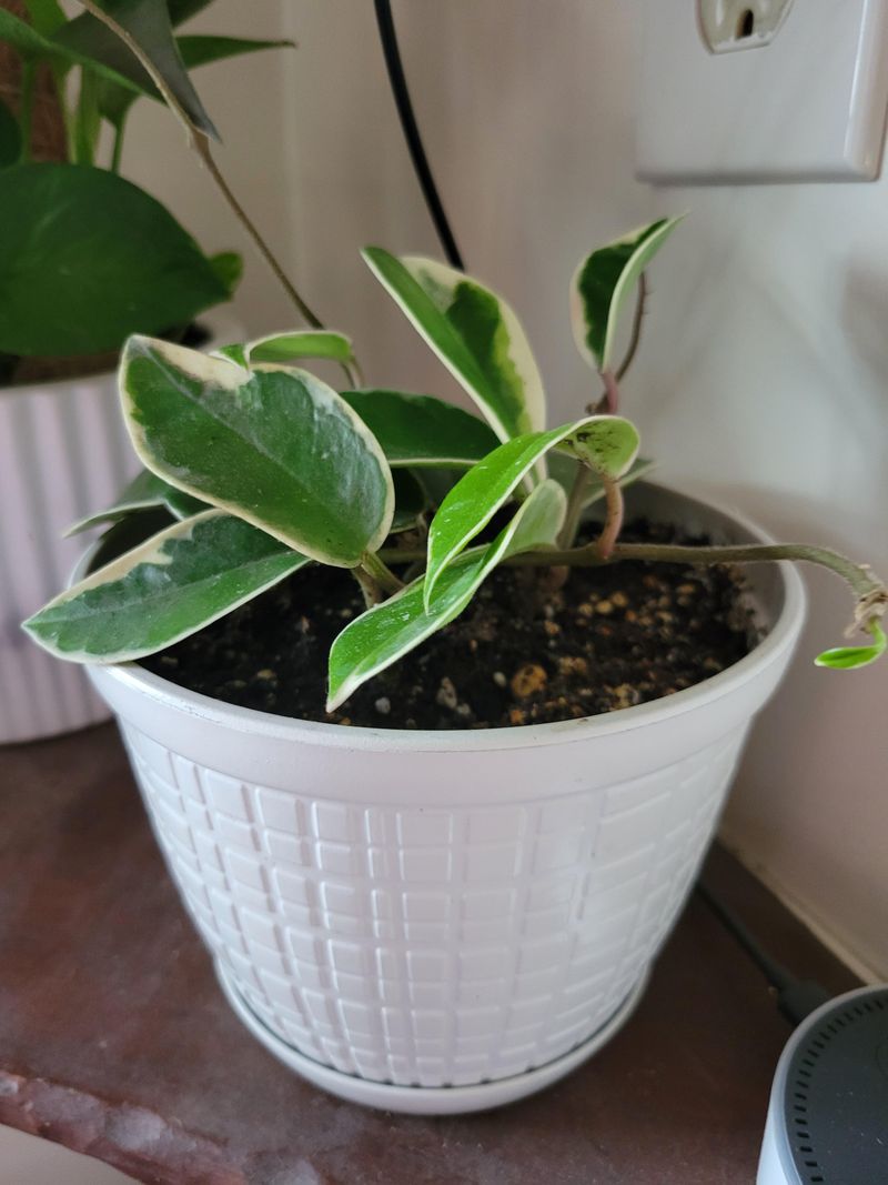 Let The Soil Dry Slightly Between Watering