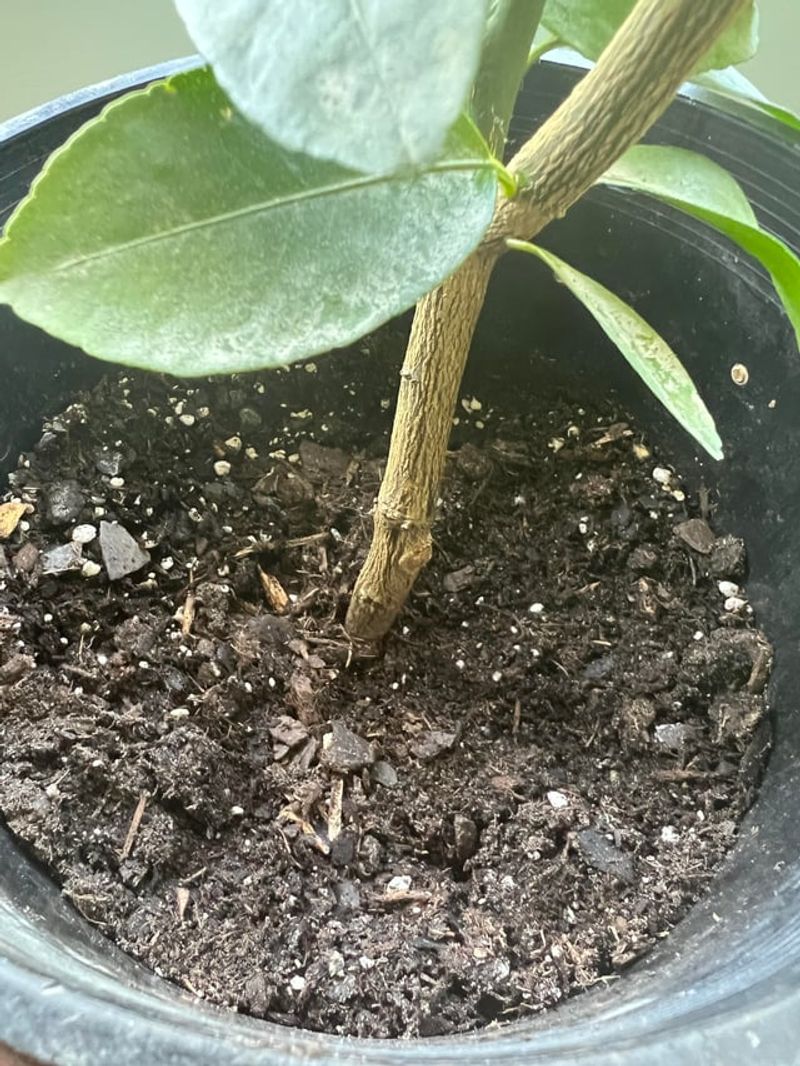 Let The Top Soil Dry Slightly Between Waterings Let The Top Soil Dry Slightly Between Waterings
