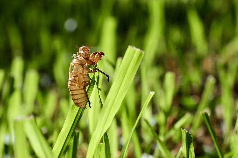 Let Their Decomposing Bodies Fertilize Your Soil Let Their Decomposing Bodies Fertilize Your Soil
