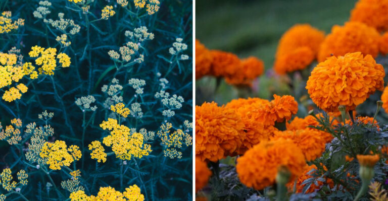 Let These 8 Plants Do The Critter Chasing In Your Colorado Garden