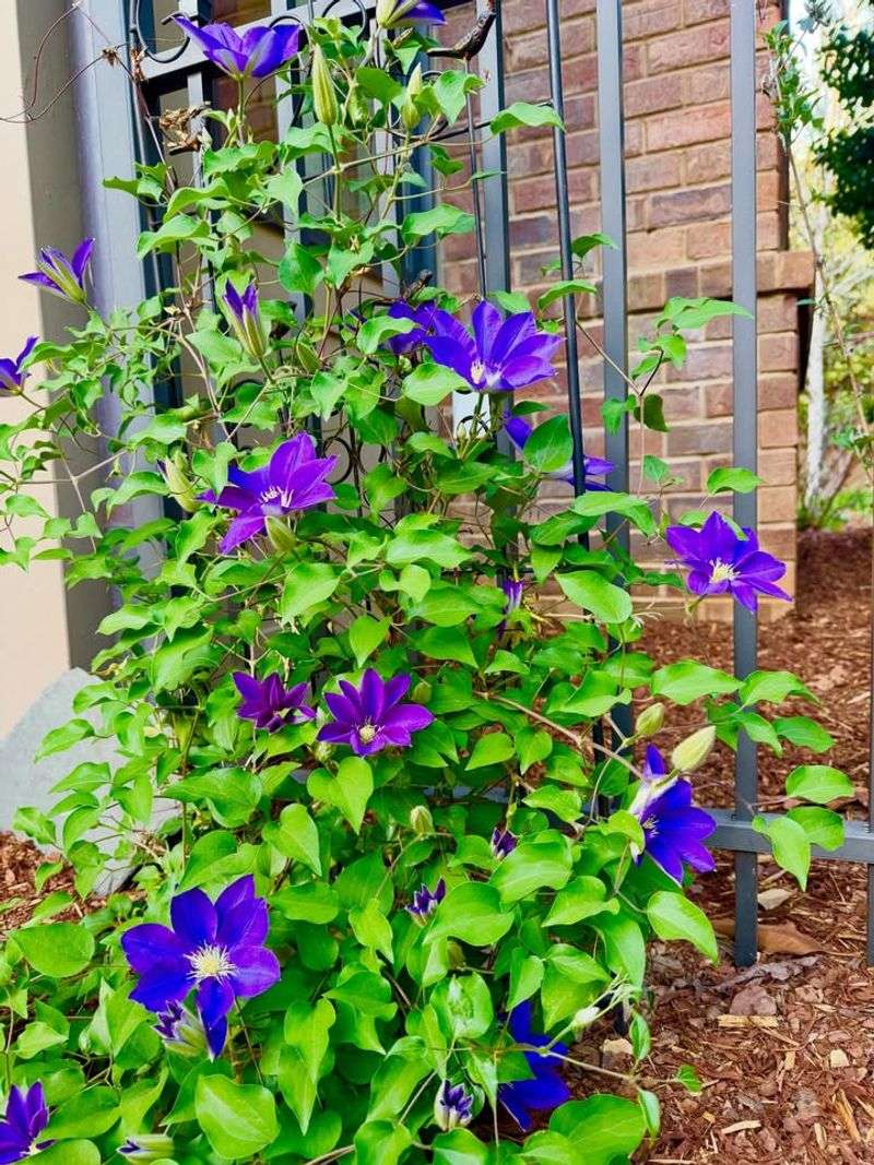 Let Vines Climb In Sun