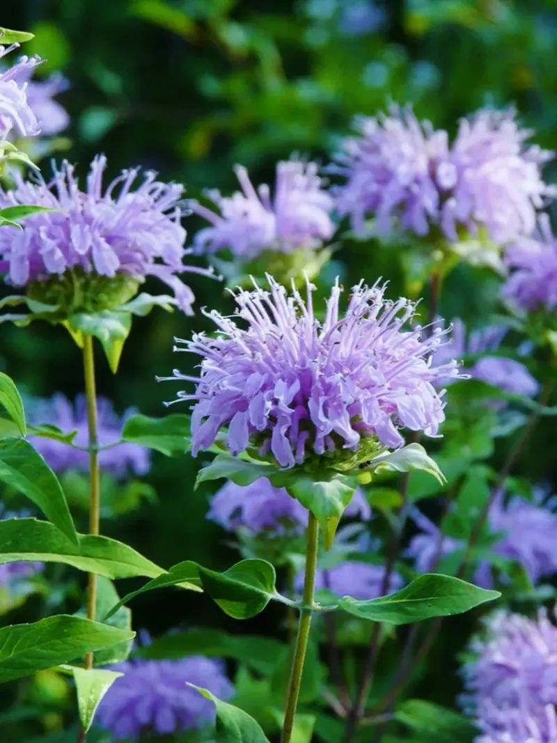 Let Wild Bergamot Bring The Summer Scent