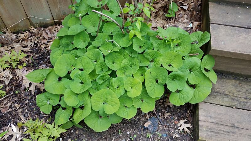 Let Wild Ginger Knit Shady Beds Into A Calm Green Carpet
