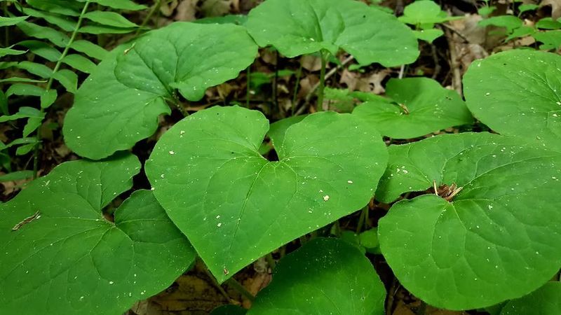 Let Wild Ginger Spread Beneath The Roots
