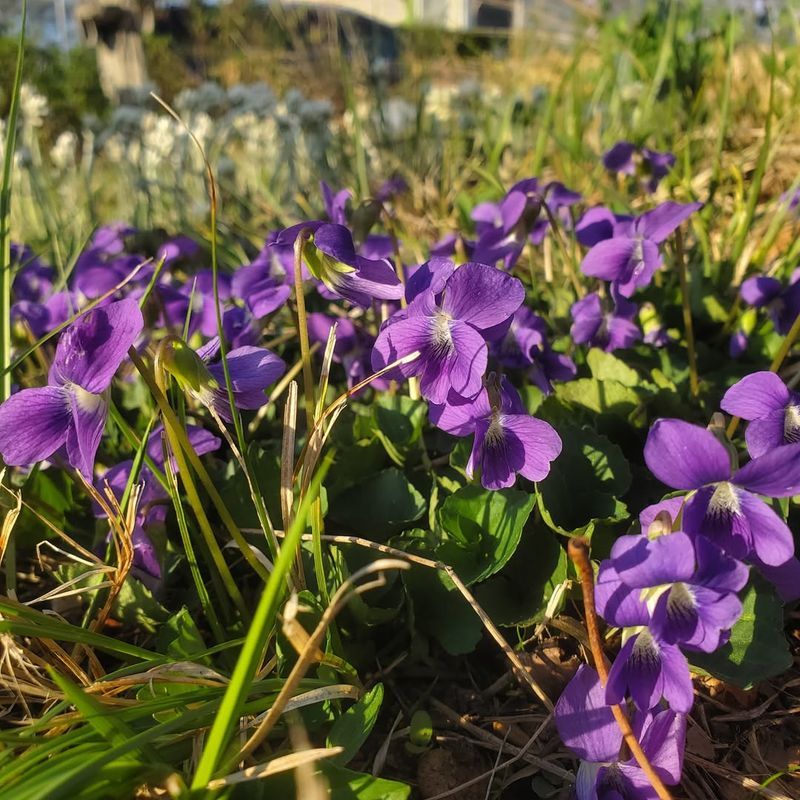Let Wild Violets Brighten The Lawn