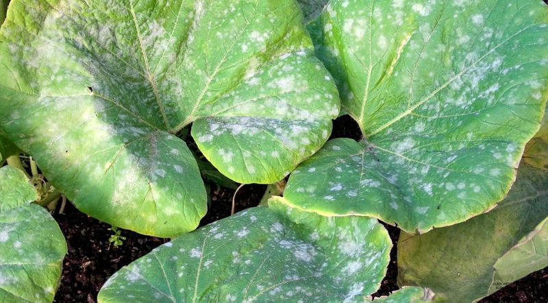 Letting Airflow Get Blocked By Dense Growth