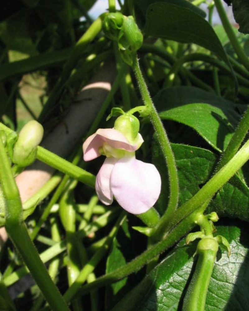 Letting Beans Dry Out During Flowering Letting Beans Dry Out During Flowering