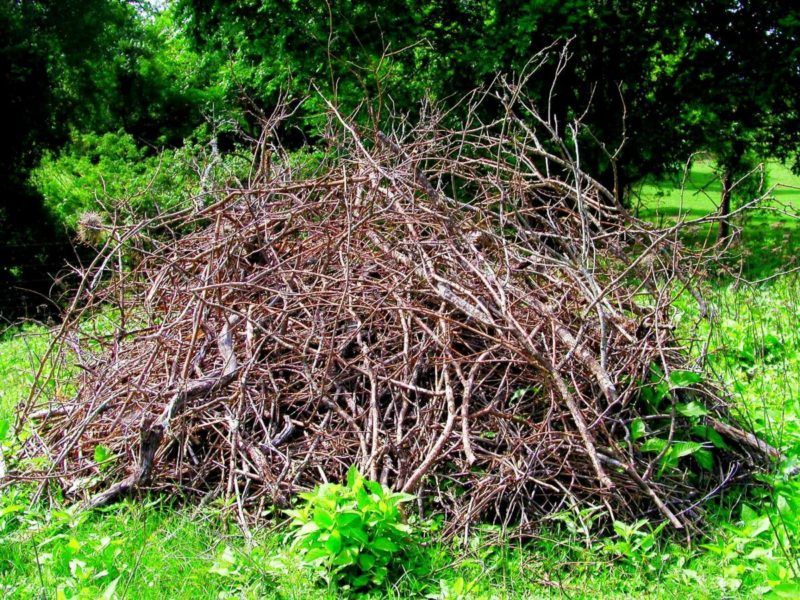 Letting Brush Piles Sit Too Long Attracts Tick-Carrying Wildlife