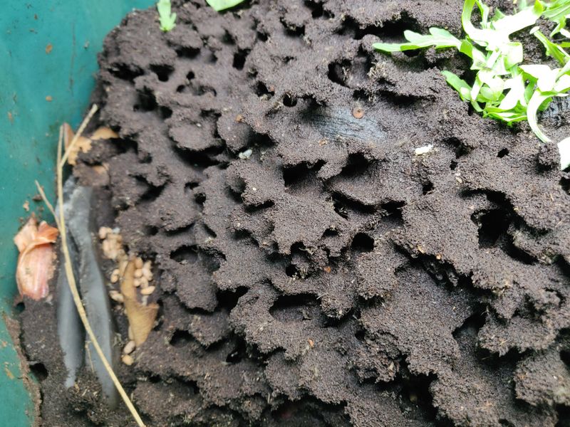 Letting Compost Get Too Sweet Or Wet