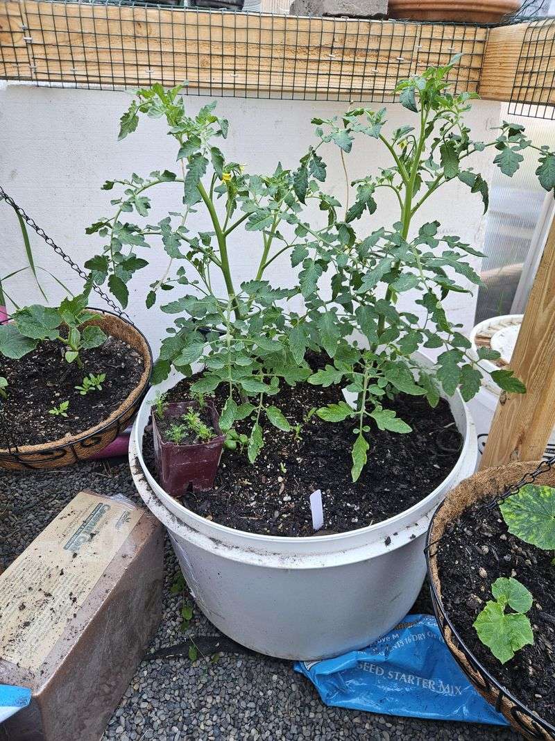 Letting Containers Dry Out Between Waterings