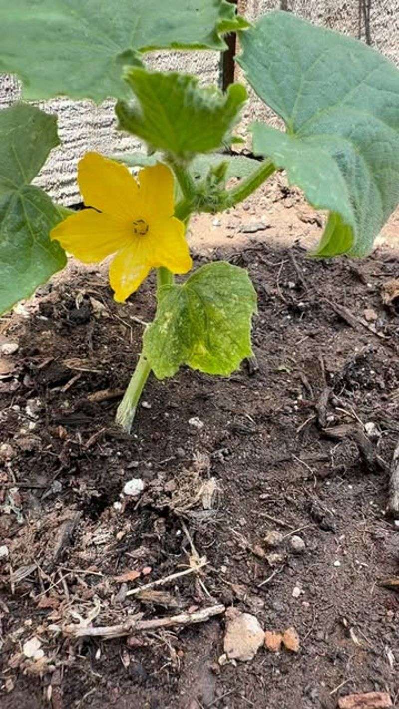 Letting Cucumbers Dry Out Between Waterings Causes Bitter Fruit And Weak Production Letting Cucumbers Dry Out Between Waterings Causes Bitter Fruit And Weak Production