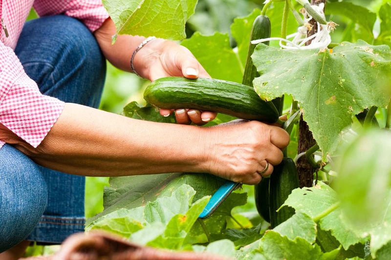 Letting Cucumbers Get Too Mature