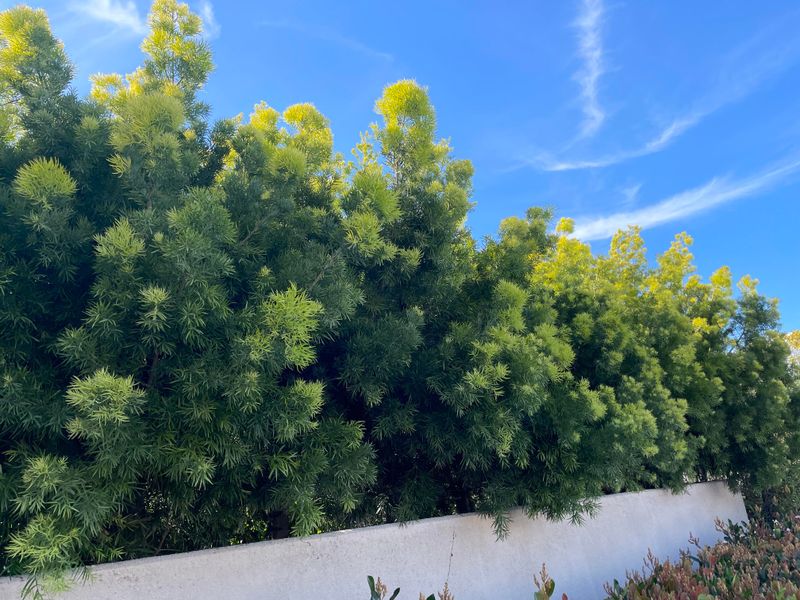 Letting Dense Shrubs Grow Against The House Letting Dense Shrubs Grow Against The House