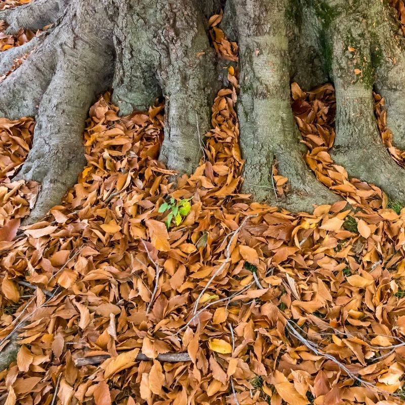 Letting Fallen Leaves Stay Beneath Trees And Shrubs