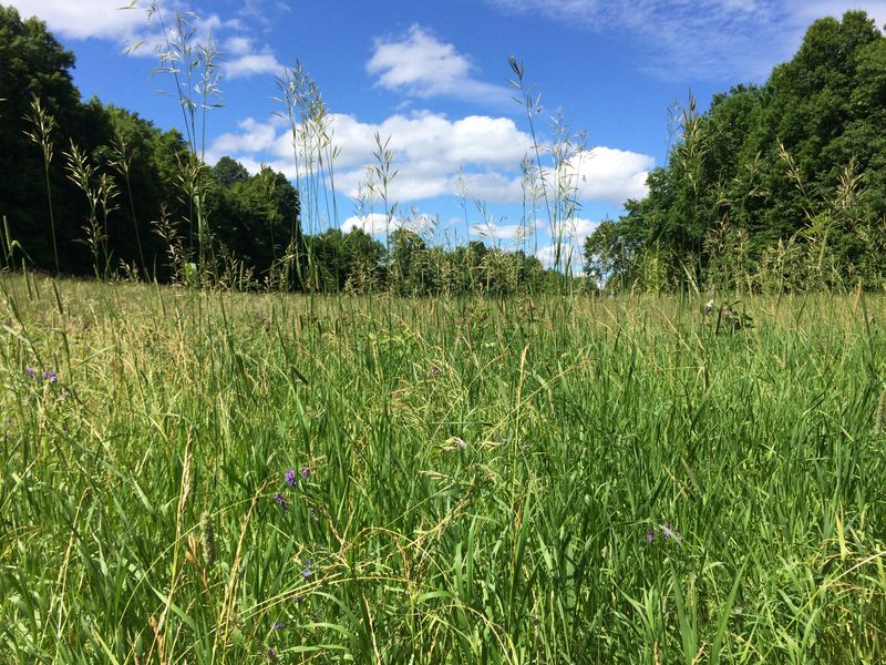 Letting Grass And Weeds Grow Too Tall