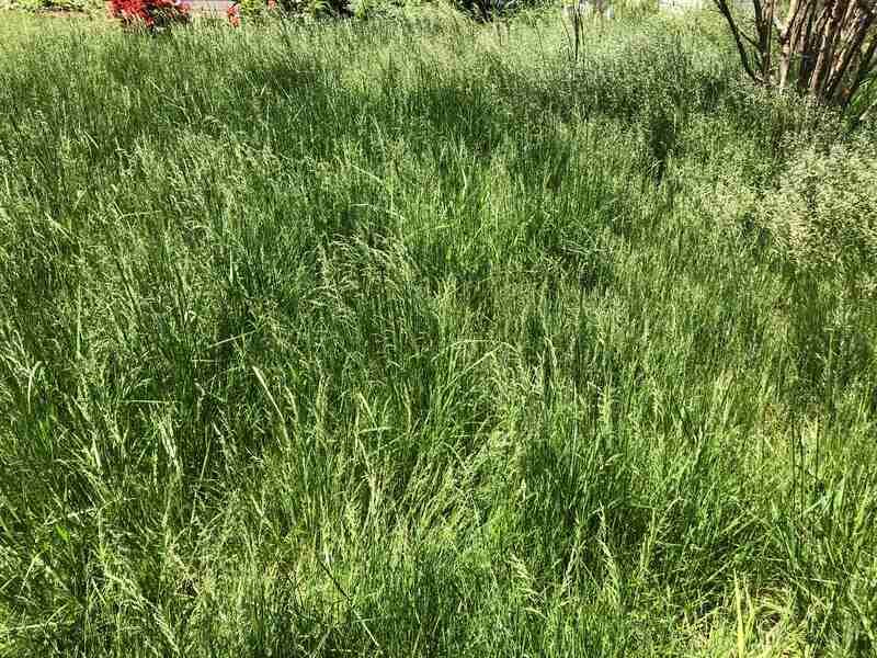 Letting Grass Grow Too Tall