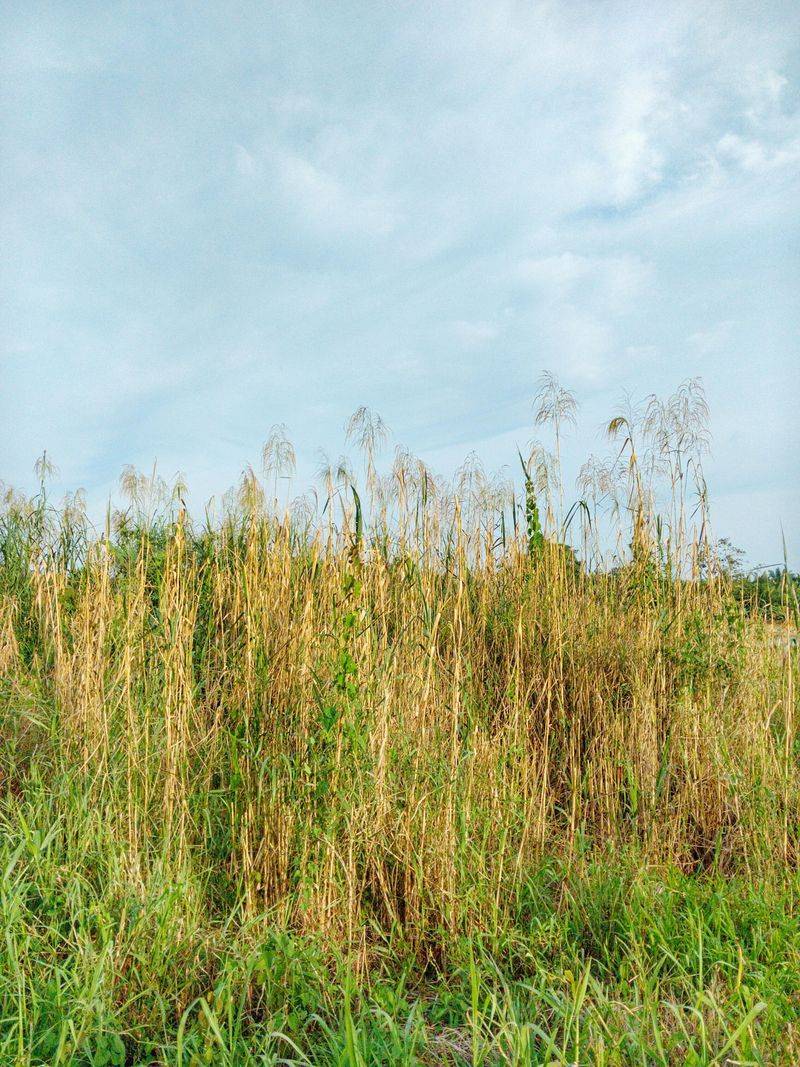 Letting Grass Grow Too Tall