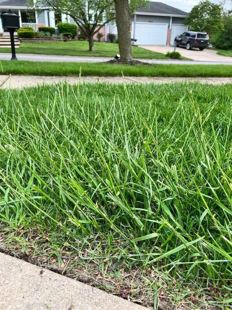 Letting Grass Grow Too Tall Around The Yard Letting Grass Grow Too Tall Around The Yard