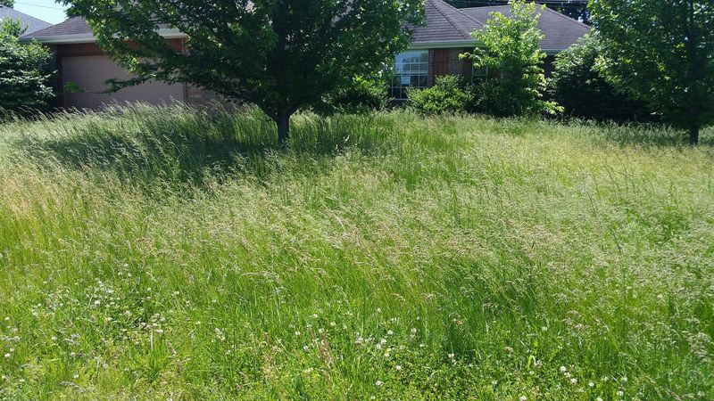 Letting Grass Grow Too Tall