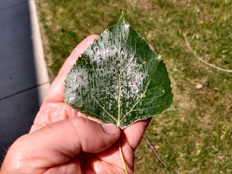 Letting Honeydew Build Up On Plants