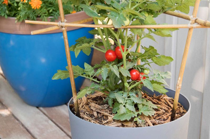 Letting Pots Dry Out Completely Between Waterings