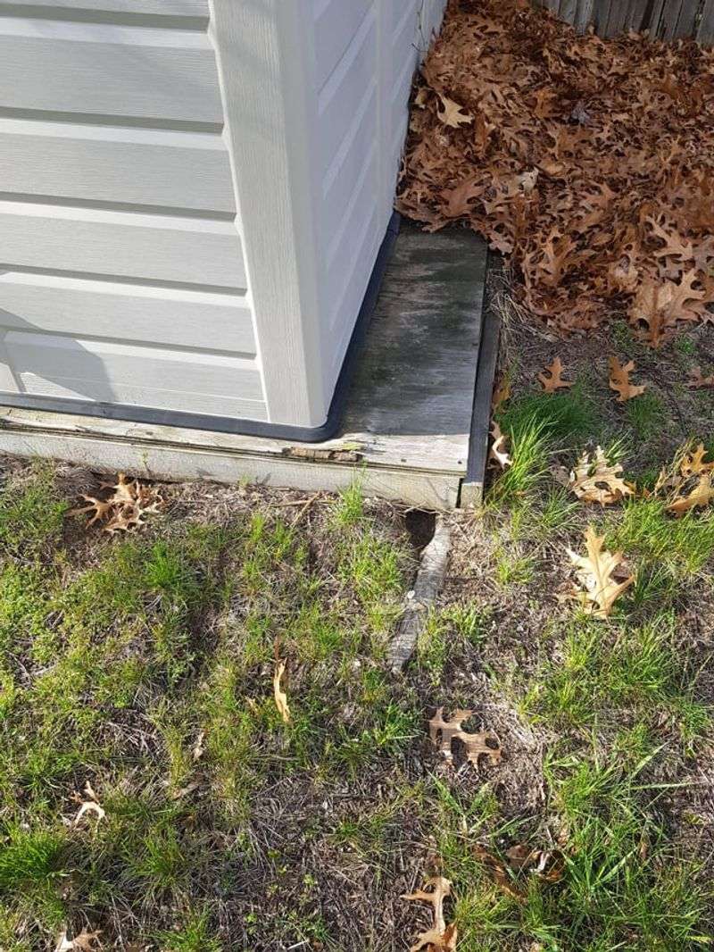 Letting Rodents Nest Under Decks Or Sheds Letting Rodents Nest Under Decks Or Sheds
