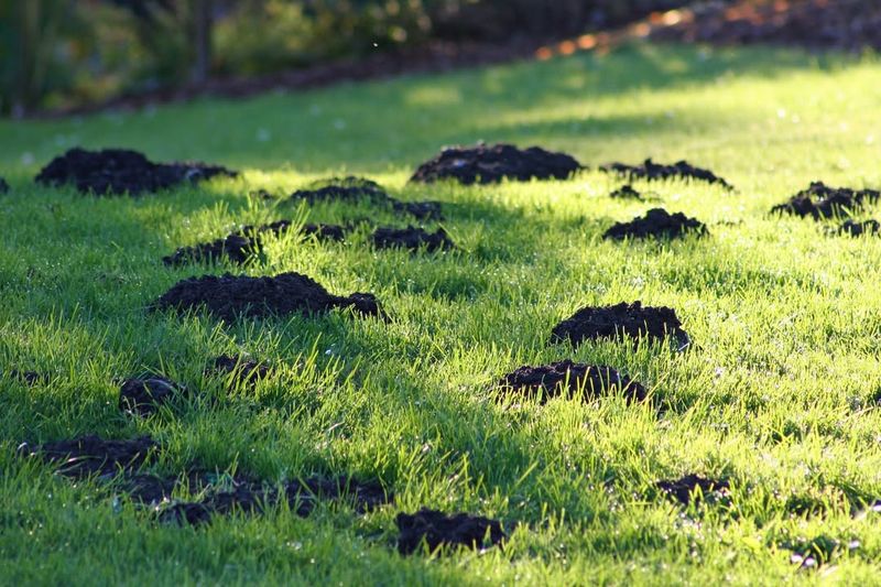Letting Thatch Build Up Too Thick Creates Better Mole Habitat