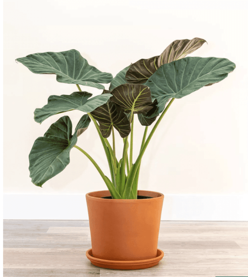 Letting The Plant Sit In Cold Drafts Letting The Plant Sit In Cold Drafts