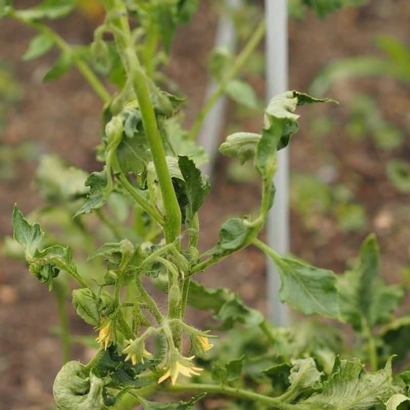 Letting Tomato Plants Stay Wet After Summer Storms Leads To Trouble