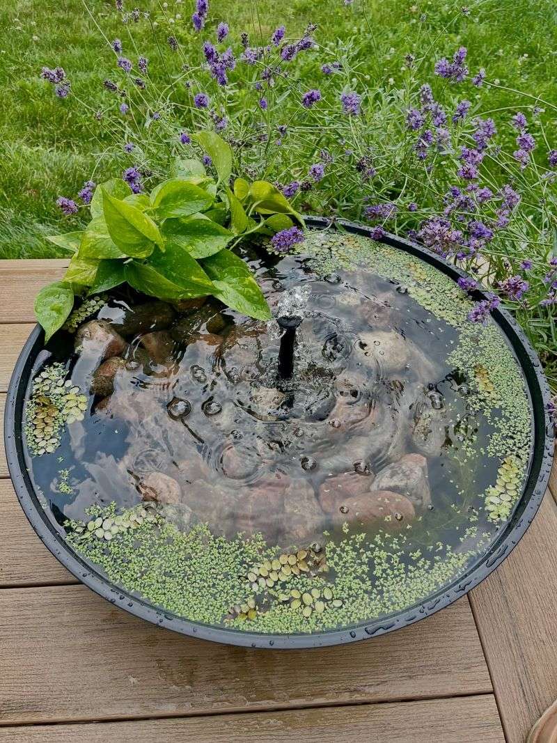 Letting Water Collect In Pots And Saucers