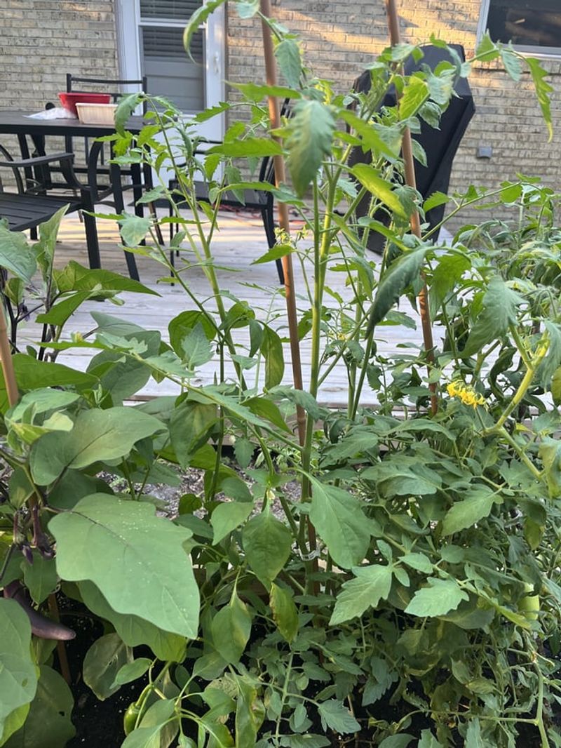 Letting Weeds Compete For Moisture And Nutrients