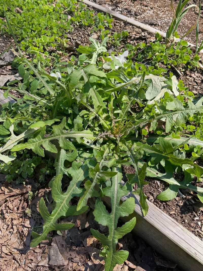 Letting Weeds Compete For Moisture Letting Weeds Compete For Moisture