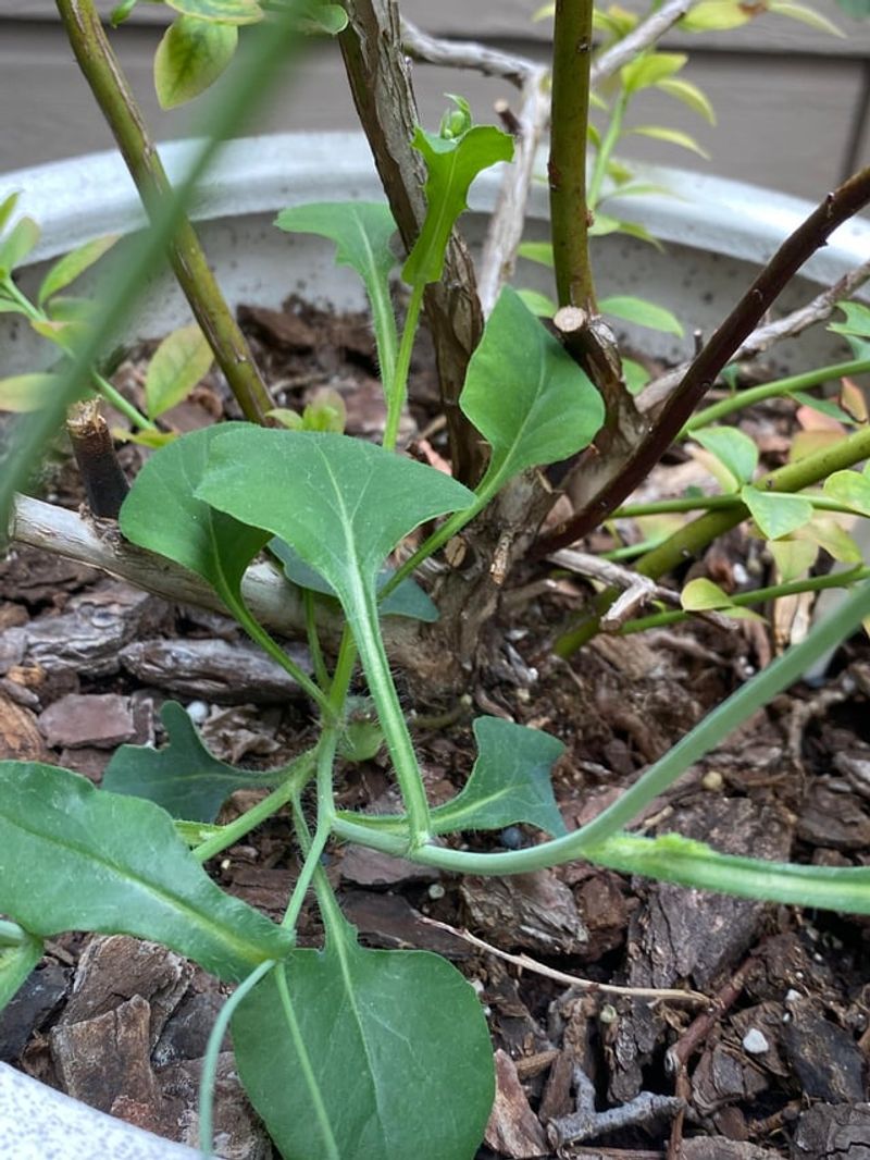 Letting Weeds Compete With Shallow Blueberry Roots